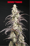 Berry Taboo strain from Lovin In Her Eyes