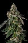Wokstar Feminised strain by Compound Genetics