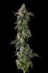 Wokstar Feminised strain by Compound Genetics