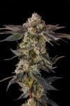 Pamellowz Feminised strain by Compound Genetics
