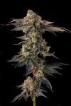 Pamellowz Feminised strain by Compound Genetics