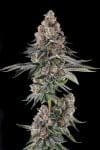Mailbox Money Feminised strain by Compound Genetics