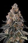 Mailbox Money Feminised strain by Compound Genetics