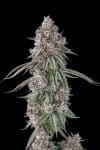 Lemon Chain Feminised strain by Compound Genetics