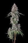Lemon Chain Feminised strain by Compound Genetics