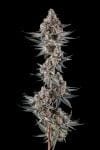 Eye Of JAH Feminised strain by Compound Genetics