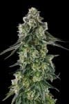 Afters Feminised strain by Compound Genetics
