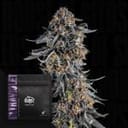 Ultraviolet strain by Doja