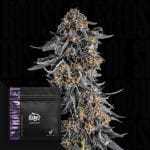 Ultraviolet Normal Semillas-DOJ-ULTR-REG