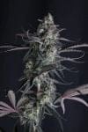 Pineapple OG Auto strain by Fast Buds