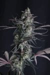 Pineapple OG Auto strain by Fast Buds