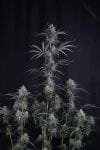 Pineapple OG Auto strain by Fast Buds