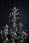 Pineapple OG Auto strain by Fast Buds
