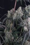 Pineapple OG Auto strain by Fast Buds