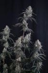 Pineapple OG Auto strain by Fast Buds