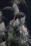 Pineapple OG Auto strain by Fast Buds