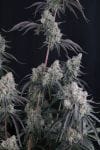 Pineapple OG Auto strain by Fast Buds