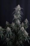 GMO Auto strain by Fast Buds