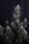 GMO Auto strain by Fast Buds