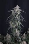 GMO Auto strain by Fast Buds