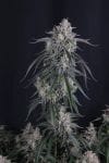 GMO Auto strain by Fast Buds