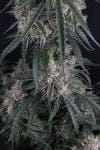 GMO Auto strain by Fast Buds