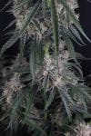 GMO Auto strain by Fast Buds