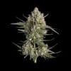 Pinecraft strain from Happy Valley Genetics