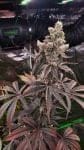 Strawzilla strain by Umami Seed Co