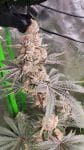 Strawzilla strain by Umami Seed Co