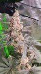 Strawzilla strain by Umami Seed Co
