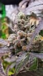 Strawzilla strain by Umami Seed Co