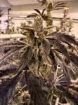 Prime Lime strain by Umami Seed Co