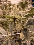 Prime Lime strain by Umami Seed Co
