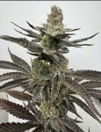 Melt Mode strain by Umami Seed Co
