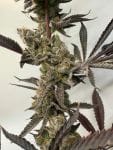 Melt Mode strain by Umami Seed Co