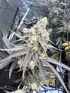 Juice Pack strain from Umami Seed Co