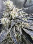 Juice Pack strain from Umami Seed Co
