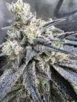 Juice Pack strain from Umami Seed Co