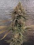 Color Theory strain from Umami Seed Co