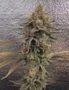 Color Theory strain from Umami Seed Co