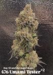 Color Theory strain from Umami Seed Co