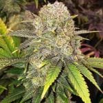 Master Kush RBX strain by Ethos Genetics