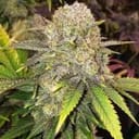 Master Kush RBX strain by Ethos Genetics