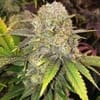 Master Kush RBX Feminised Seeds-ETHO-MAKURBX-FEM