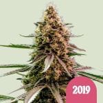 The 2019 strain from Royal Queen Seeds