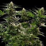 The 2019 strain from Royal Queen Seeds