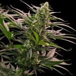 The 2019 strain from Royal Queen Seeds