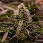 The 2019 strain from Royal Queen Seeds