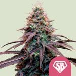 Super Boof strain from Royal Queen Seeds